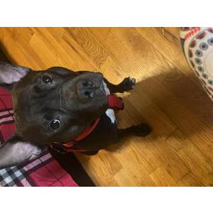Lost Dog Mike