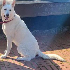 Lost Dog Belle