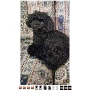 Lost Dog Dezarah
