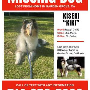 Lost Dog Kiki