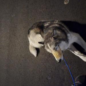 Found Dog Unsure