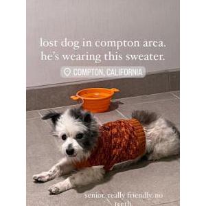 Lost Dog Patches