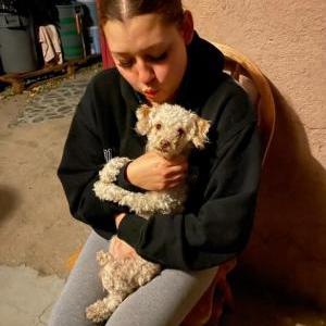 Lost Dog canela