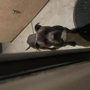 Found Dog Unknown