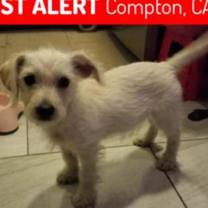 Lost Dog Toji