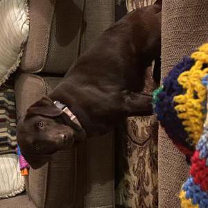 Image of Sassy, Lost Dog
