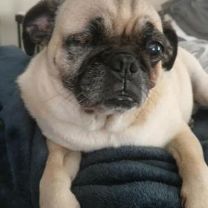 Lost Dog Lola