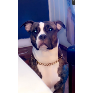 Lost Dog Nova