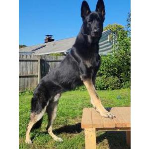 Lost Dog Charlie Jones