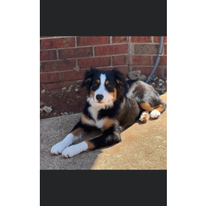 Lost Dog Hank