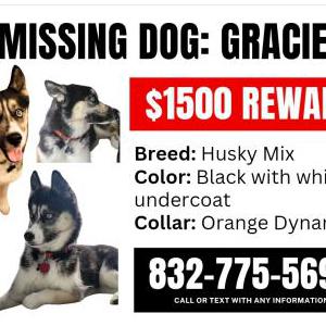 Lost Dog Gracie