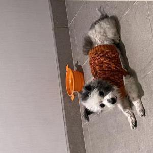 Lost Dog patches