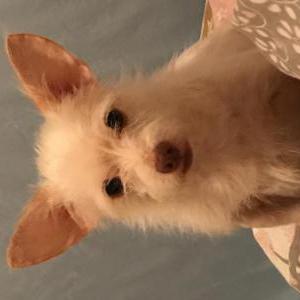 Lost Dog Wilson