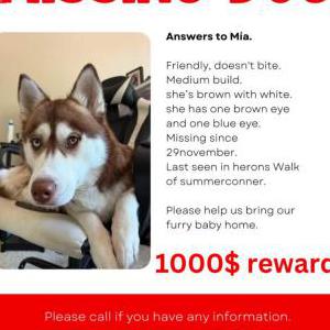 Lost Dog Mia