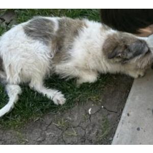 Lost Dog Boo Boo