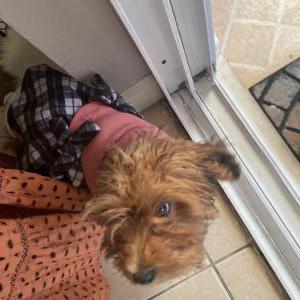 Lost Dog Bambi