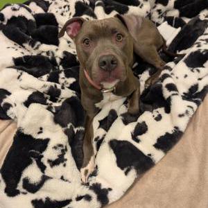 Image of Unknown, Found Dog