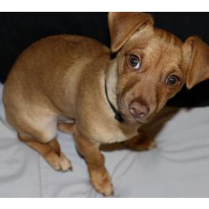 Lost Dog Oso