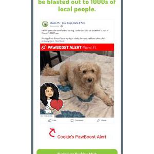 Lost Dog Cooki