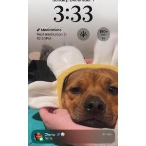 Lost Dog Kyon
