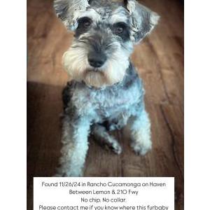Found Dog Unknown