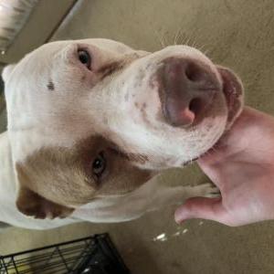 Found Dog Unknown, may be Bud