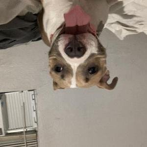 Lost Dog Justice