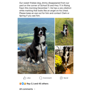 Image of Jimmy, Lost Dog