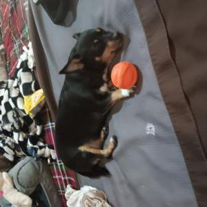Lost Dog Baby
