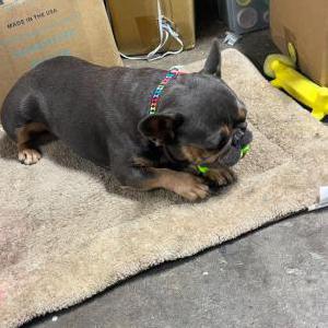 Lost Dog Zelda