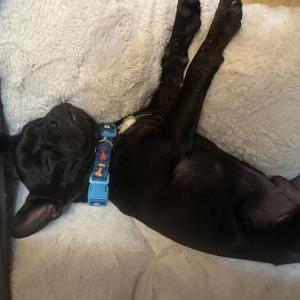 Found Dog unknown