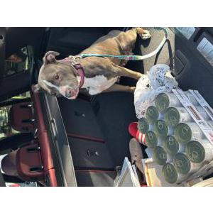 Found Dog Unknown