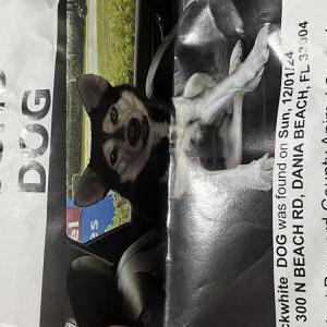 Found Dog Unknown