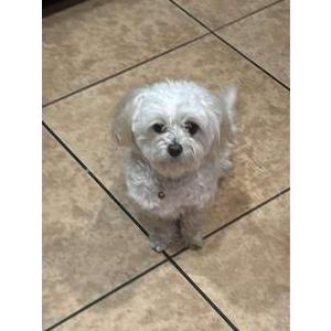 Lost Dog Ovi