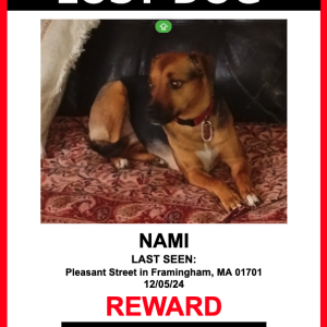 Image of Nami, Lost Dog