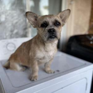Lost Dog Manchas