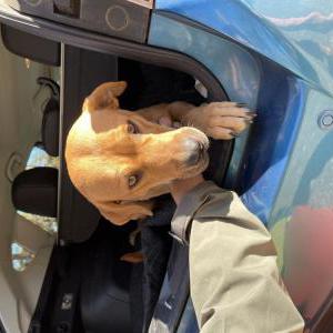 Found Dog Unknown