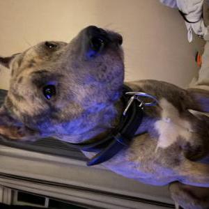 Lost Dog Legend
