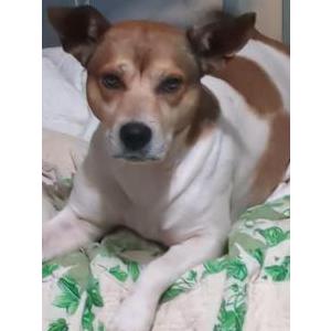 Image of Arrow, Lost Dog