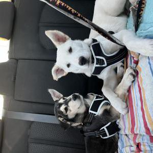 Lost Dog Lucy and Lucifer