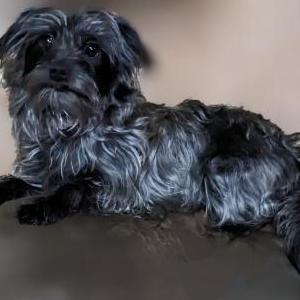 Lost Dog Shadow (Bebé Hermosa