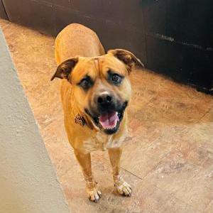 Lost Dog Tommy
