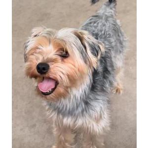 Lost Dog Gavin