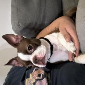 Lost Dog Emy