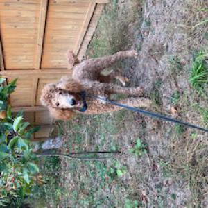 Lost Dog Tuffy