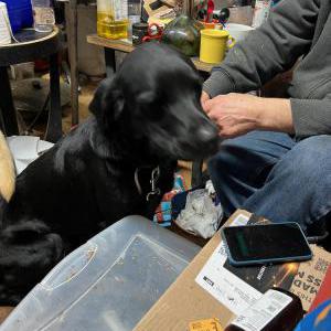 Image of Roscoe, Lost Dog