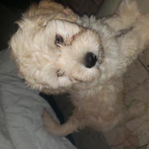 Lost Dog Marty