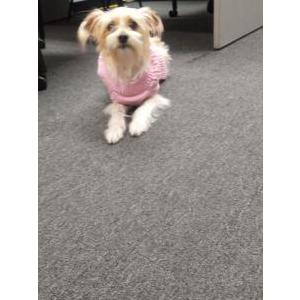 Lost Dog Bella