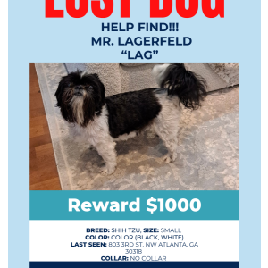 Lost Dog Mr. Lagerfeld