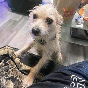 Lost Dog Pronce